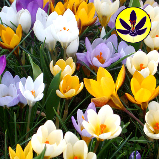 Crocus Species Mixed -MASTER-