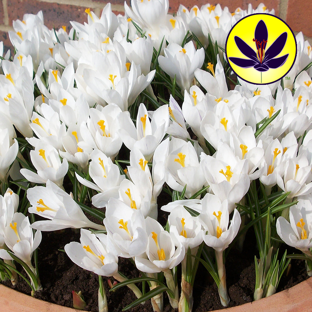 Crocus White -MASTER-