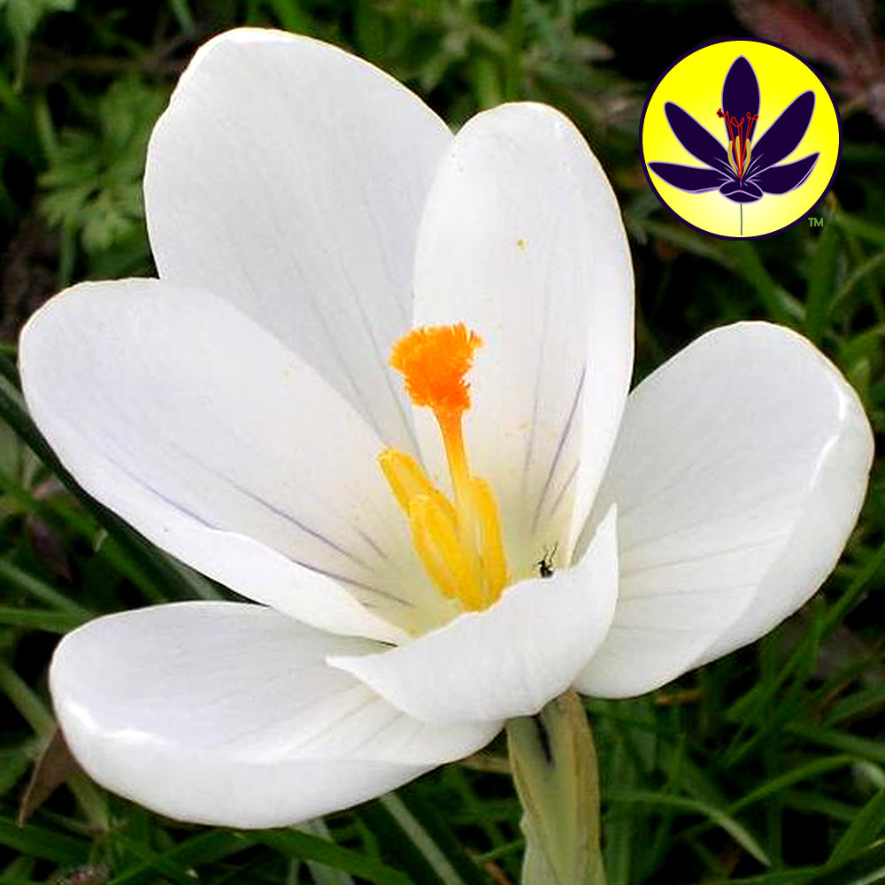 Crocus White -MASTER-