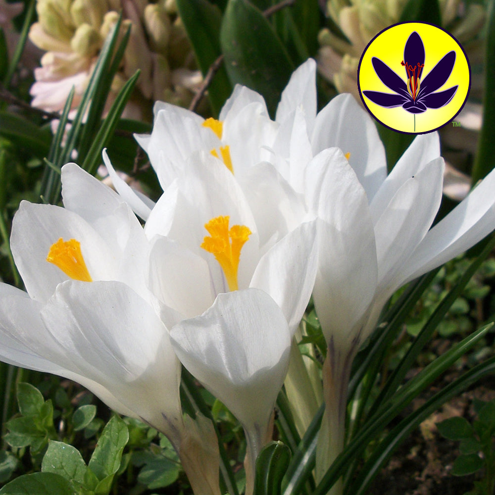 Crocus White -MASTER-