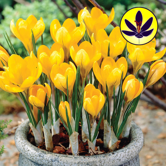 Crocus Yellow -MASTER-