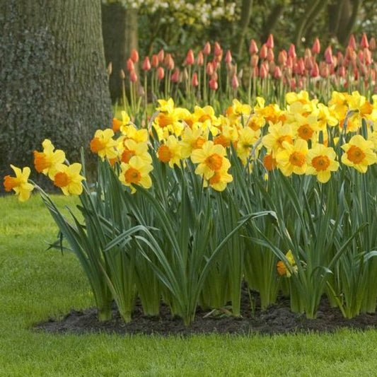Daffodil Fortune -MASTER-