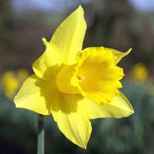 Daffodil Golden Trumpet -MASTER-