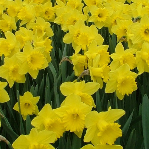 Daffodil Golden Trumpet -MASTER-