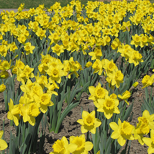 Daffodil King Alfred -MASTER-