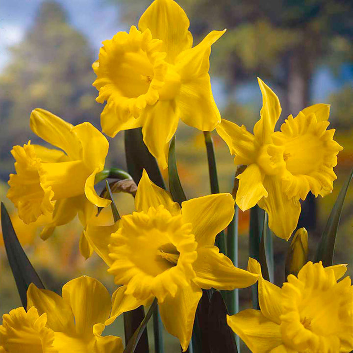 Daffodil King Alfred -MASTER-