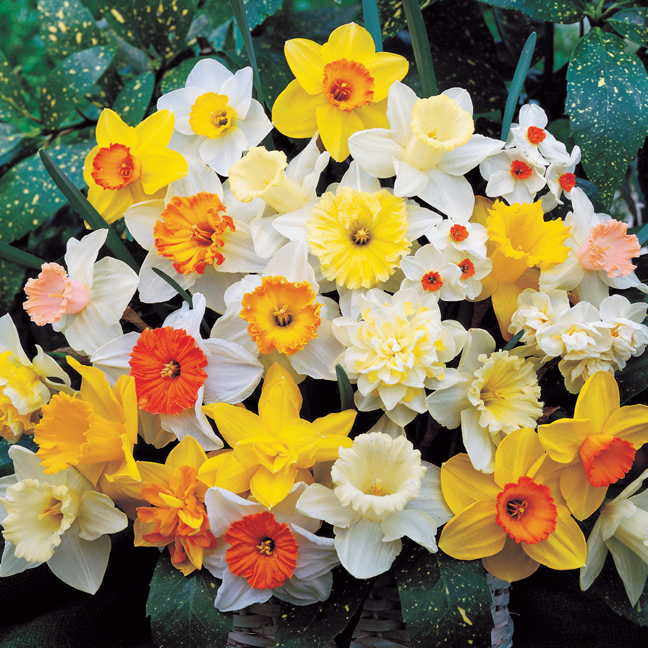 Daffodil Mixed -MASTER-