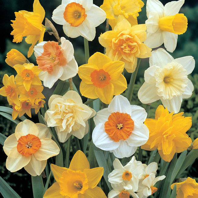 Daffodil Mixed -MASTER-