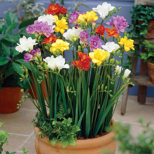Freesia Double Mixed -MASTER-