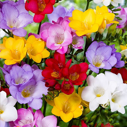 Freesia Single Mixed -MASTER-