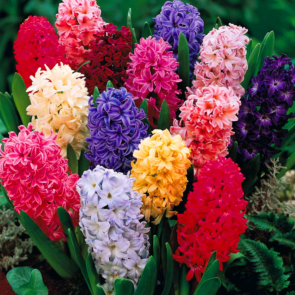 Hyacinth Mix -MASTER-