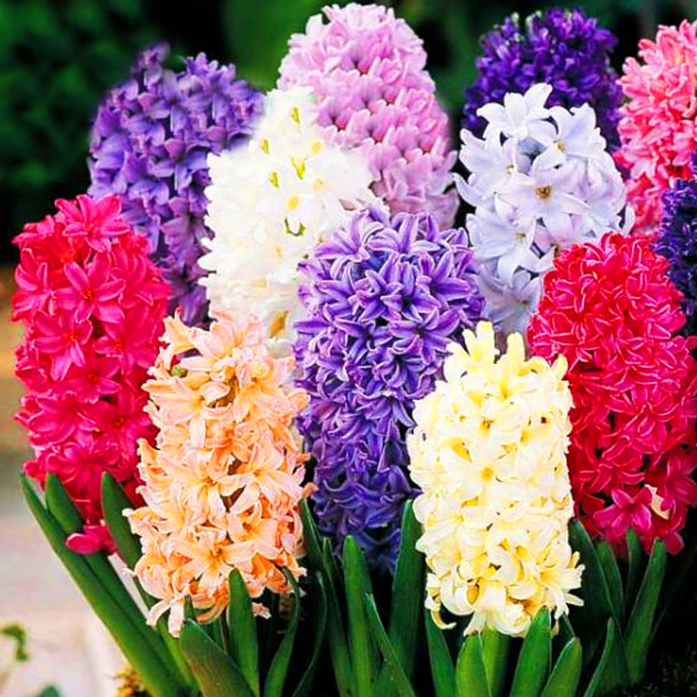 Hyacinth Mix -MASTER-