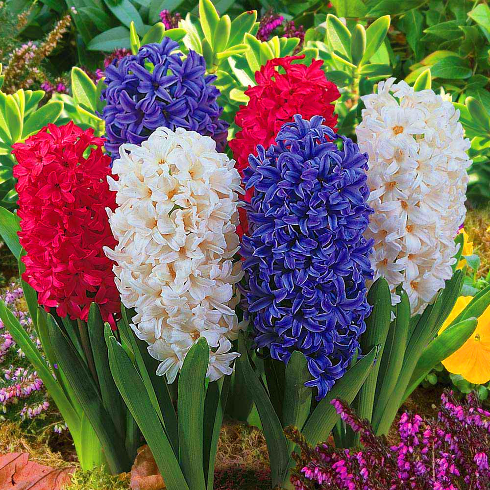 Hyacinth Mix -MASTER-