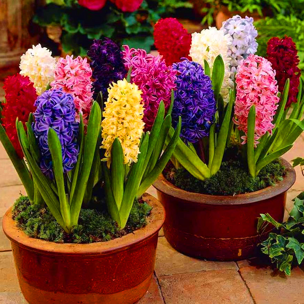 Hyacinth Mix -MASTER-