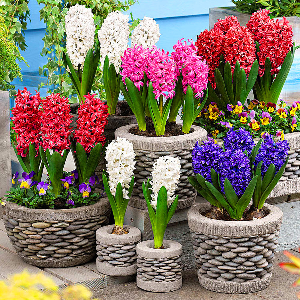 Hyacinth Mix -MASTER-