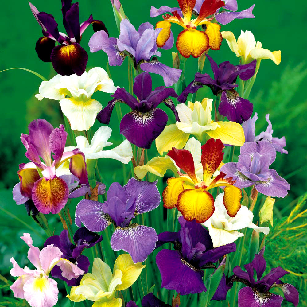 Iris Tall Dutch Mixed -MASTER-