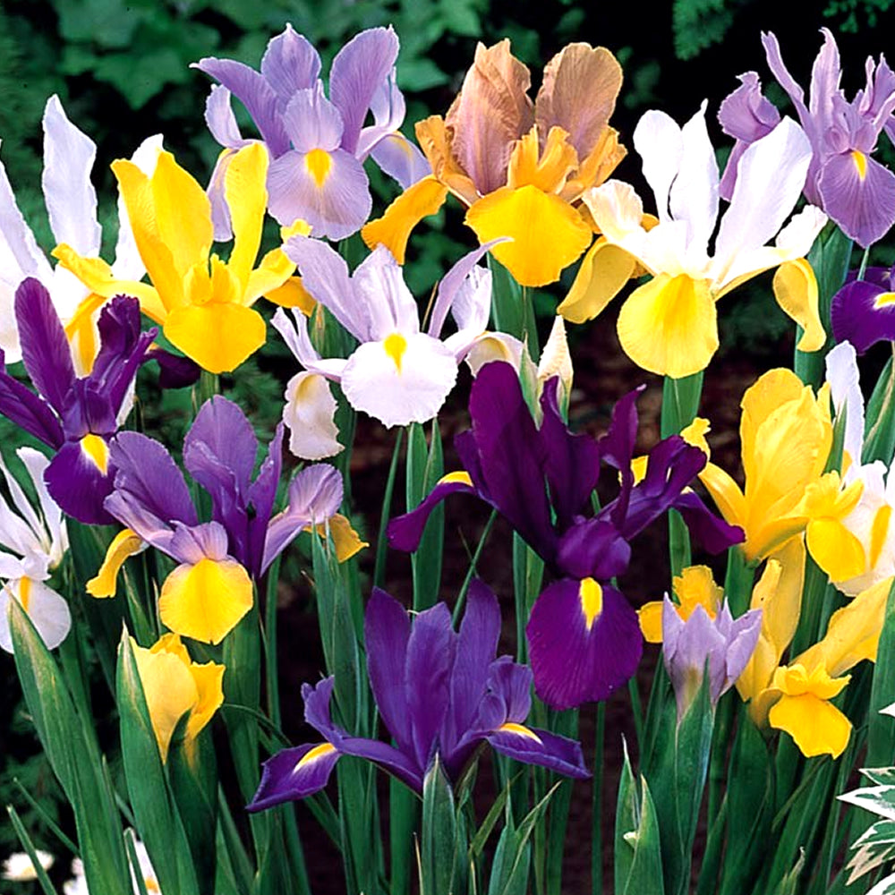 Iris Tall Dutch Mixed -MASTER-