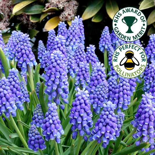 Muscari Armeniacum -MASTER-