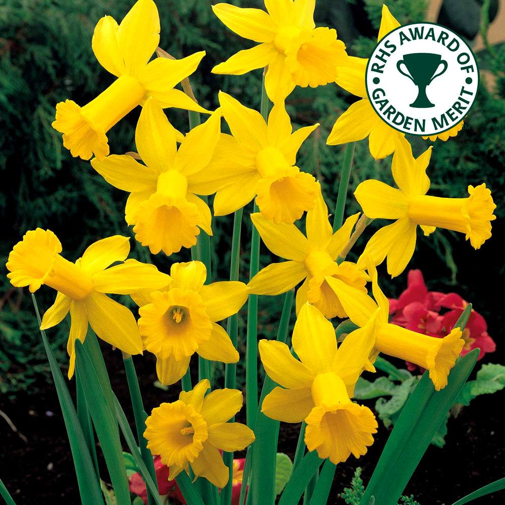 Narcissus February Gold -MASTER-