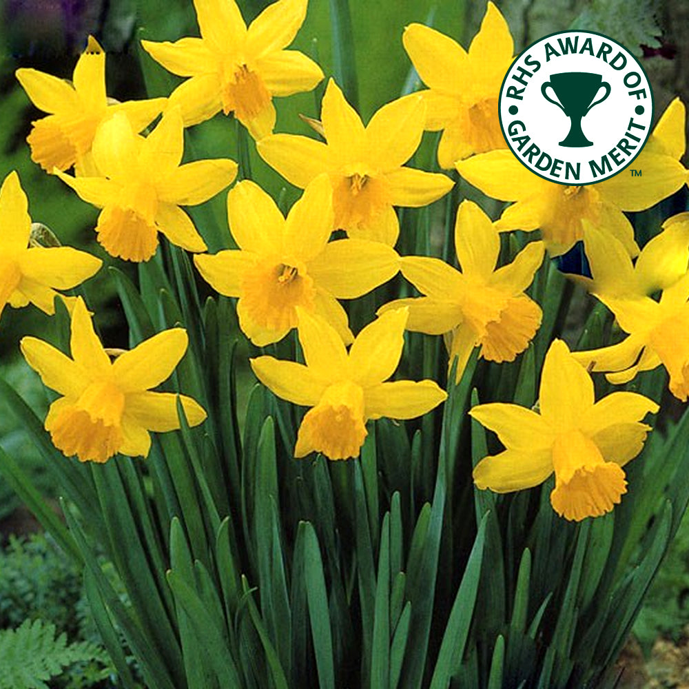 Narcissus February Gold -MASTER-