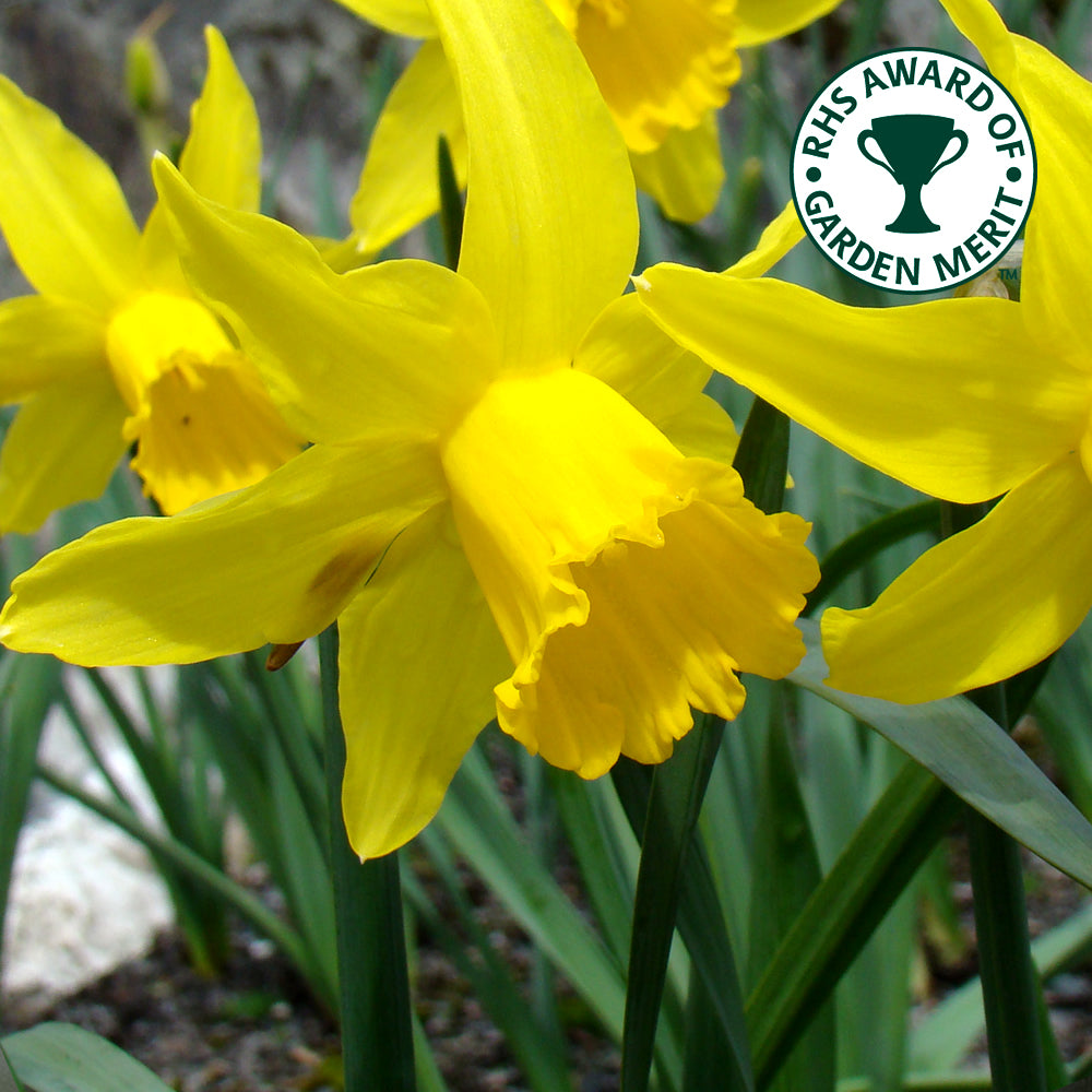 Narcissus February Gold -MASTER-