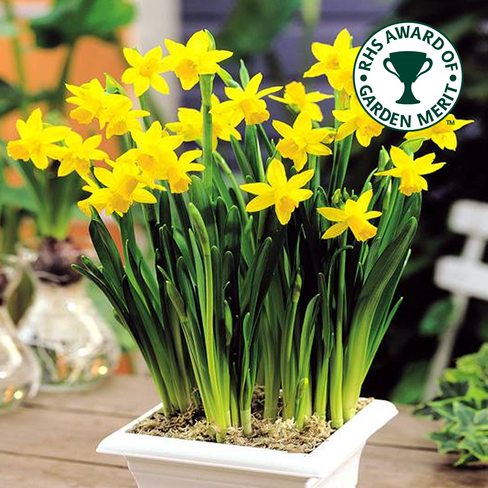 Narcissus Tete a Tete -MASTER-