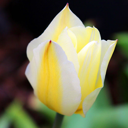 Tulip Purissima -MASTER-