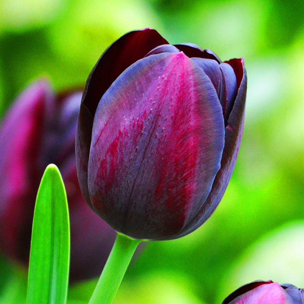 Tulip Queen of Night -MASTER-