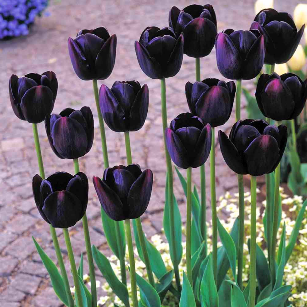 Tulip Queen of Night -MASTER-