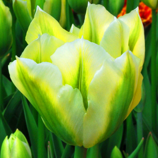 Tulip Spring Green -MASTER-