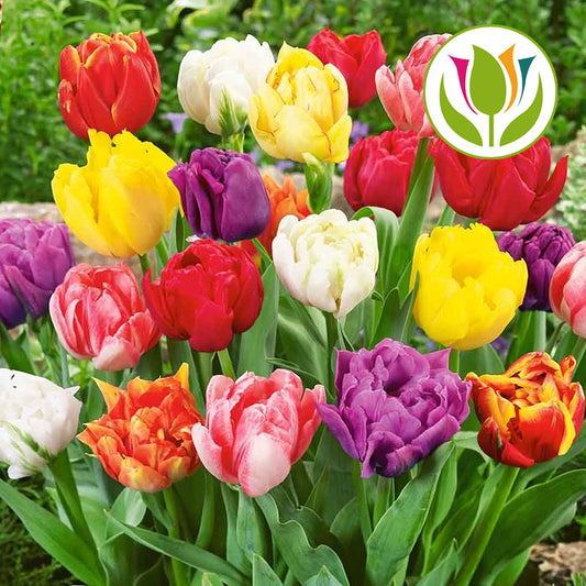 Tulip Double Early Mixed -MASTER-