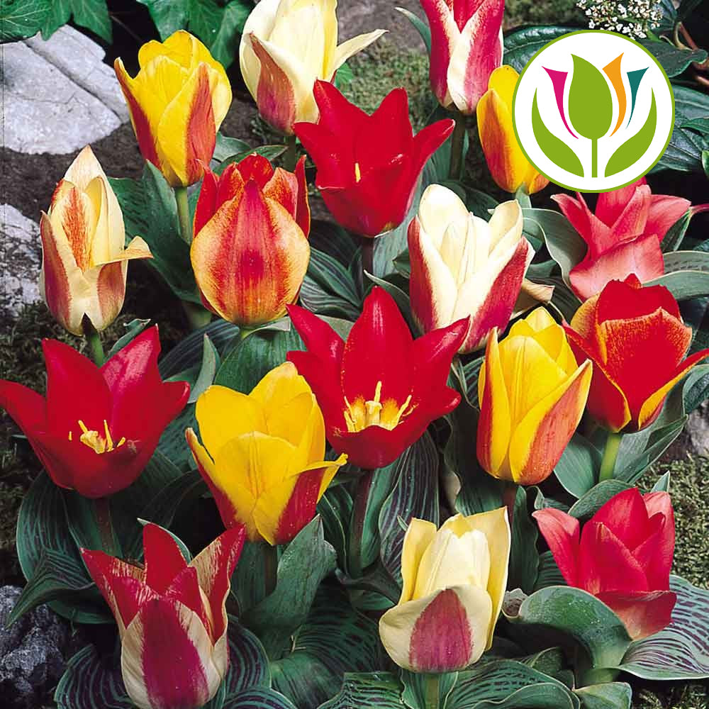 Tulip Dwarf Mixed -MASTER-