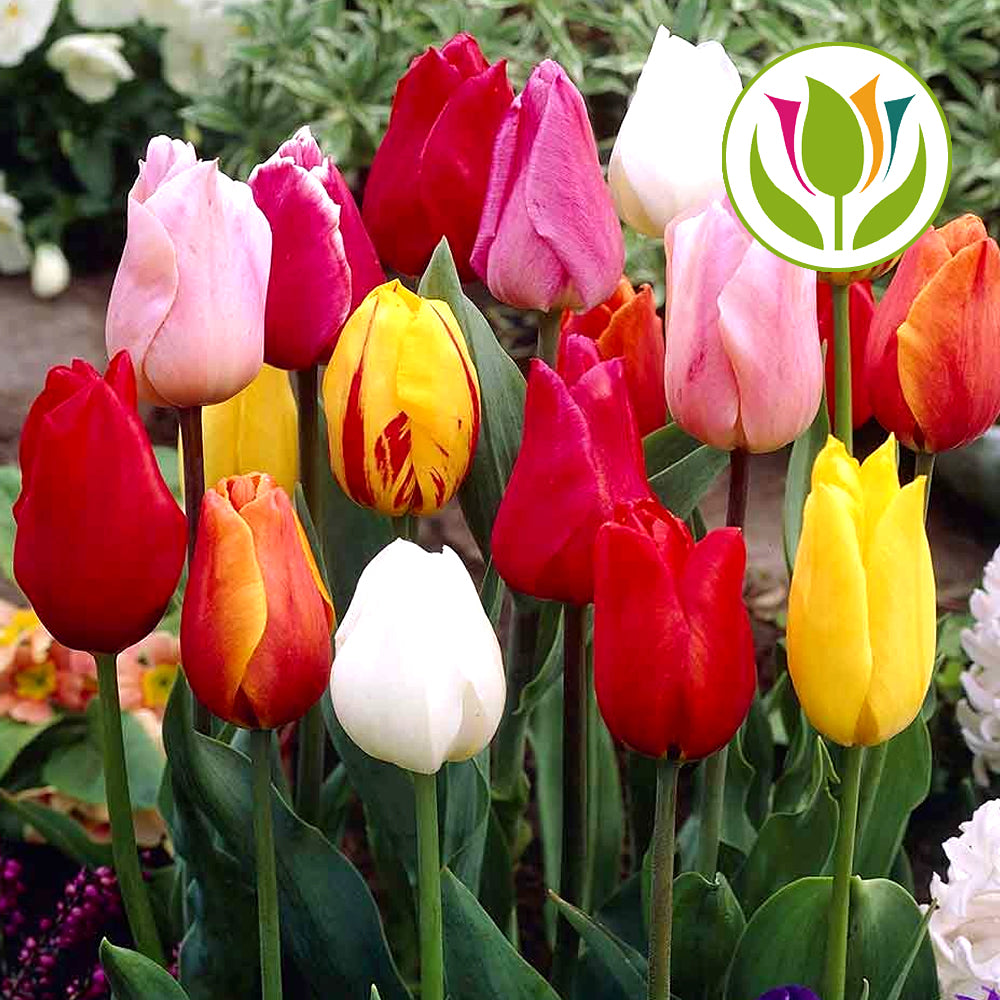 Tulip Single Early Mixed -MASTER-