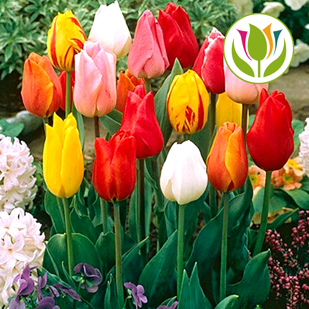 Tulip Single Early Mixed -MASTER-