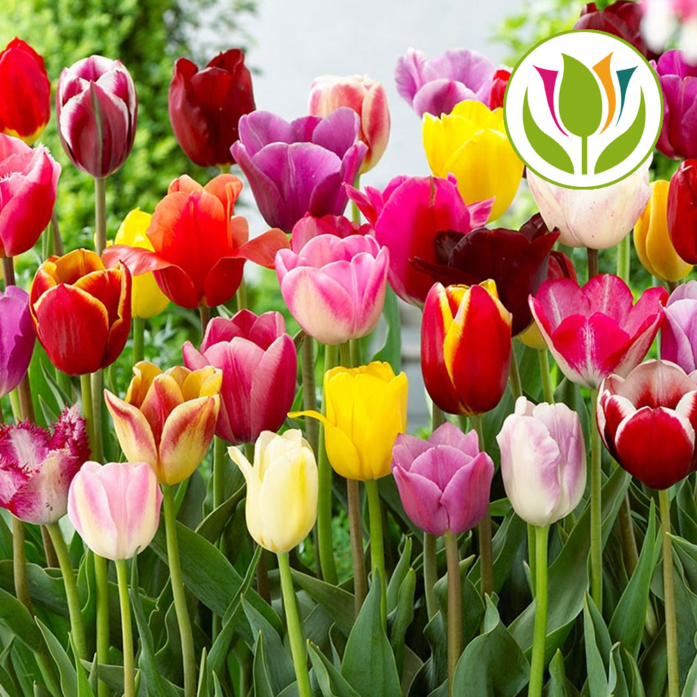 Tulip Tall Mixed -MASTER-