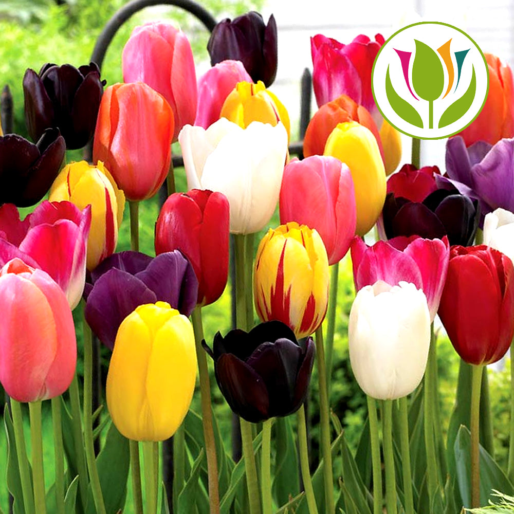 Tulip Tall Mixed -MASTER-