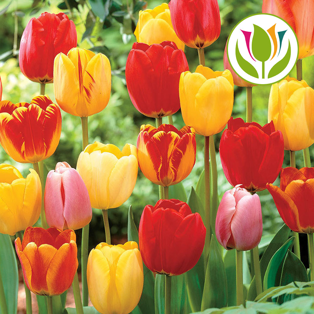 Tulip Tall Mixed -MASTER-