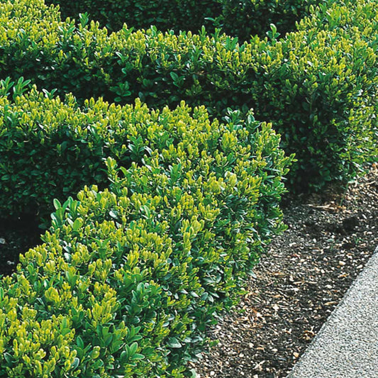 Buxus Sempervirens (9cm)