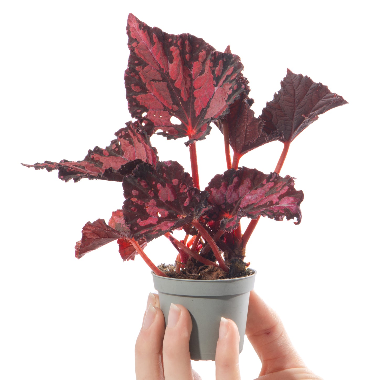 Baby Plants - Begonia Pink Pop