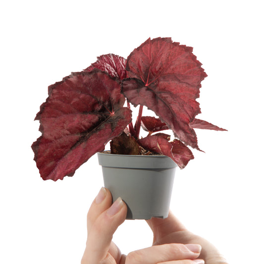Baby Plants - Begonia Rex Red Heart