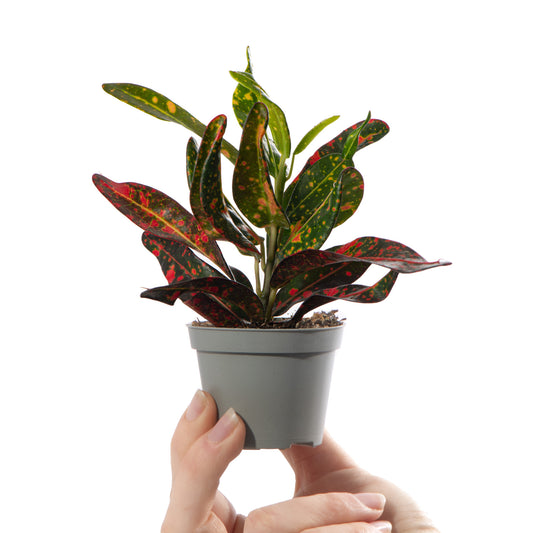 Baby Plants - Codiaeum Red Banana