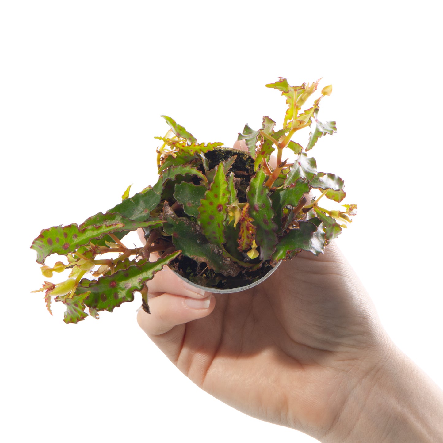 Baby Plants - Begonia Amphioxus