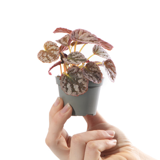 Baby Plants - Begonia Rex Chayo