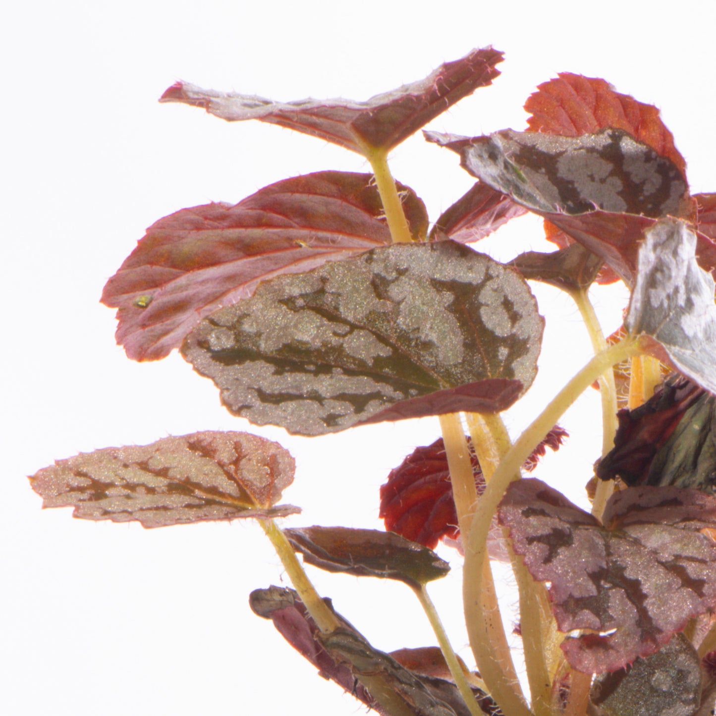 Baby Plants - Begonia Rex Chayo