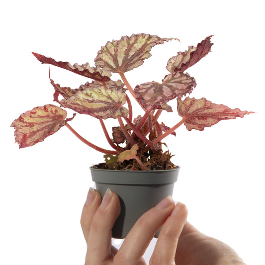 Baby Plants - Begonia Rex Dew Drop