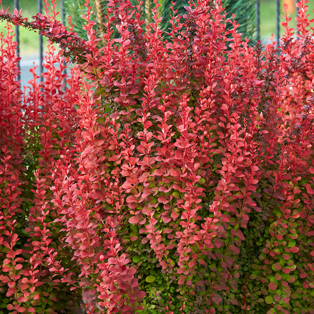 Berberis Orange Rocket (9cm)
