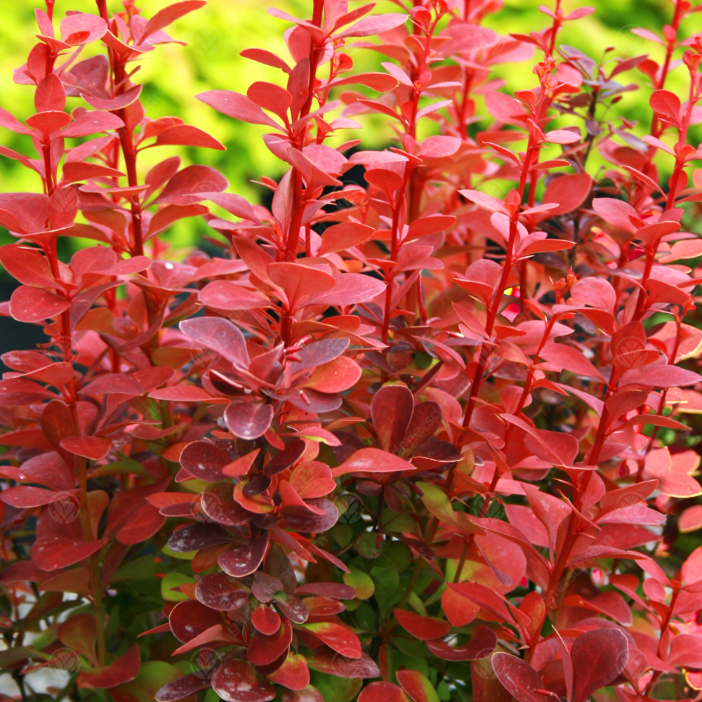 Berberis Orange Rocket (9cm)