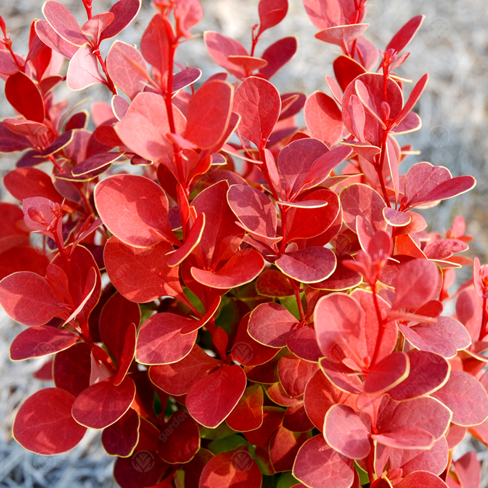 Berberis Orange Rocket (9cm)