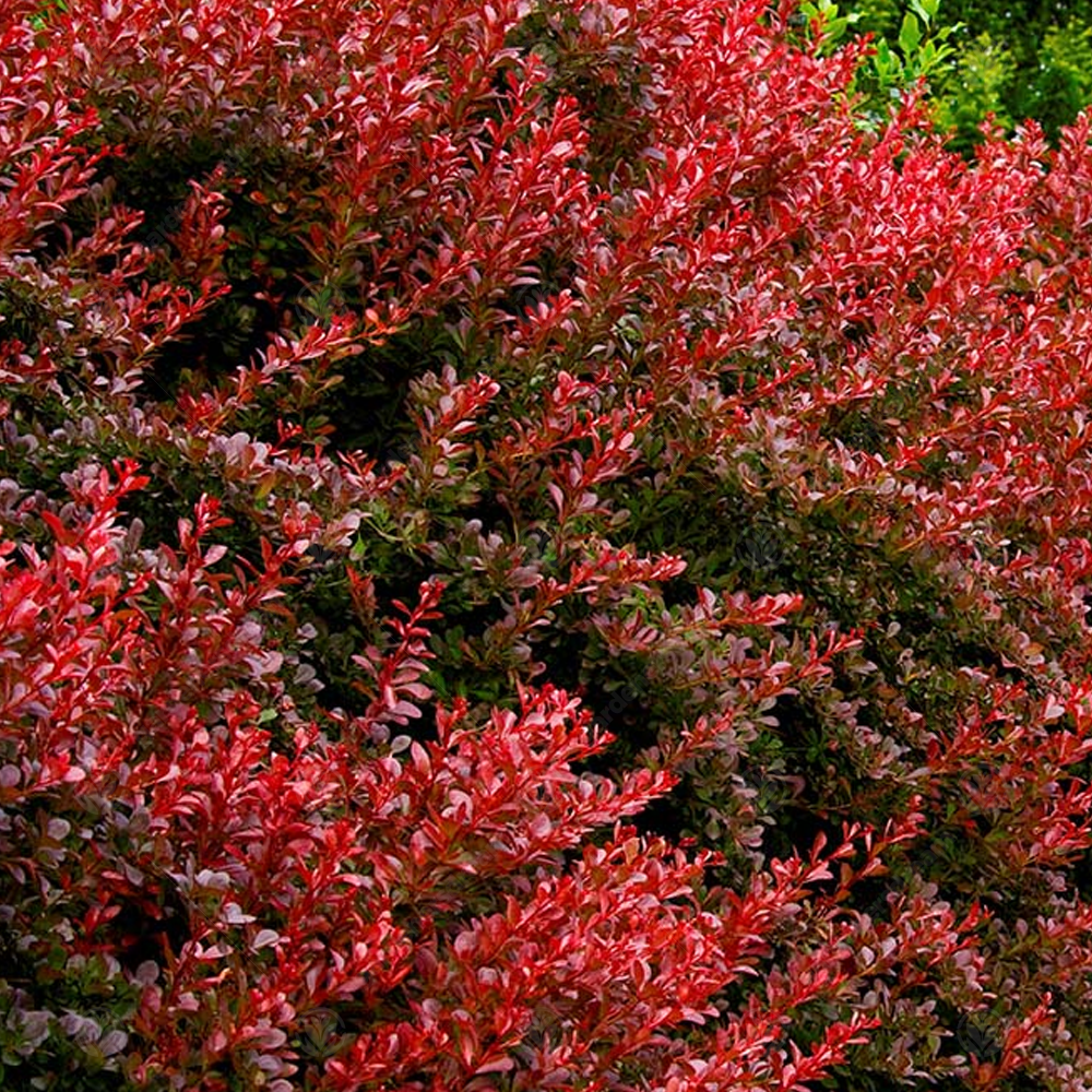 Berberis Orange Rocket (9cm)