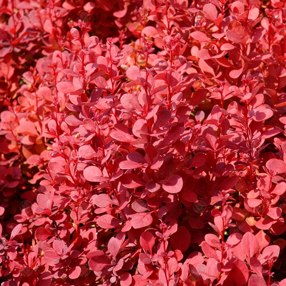 Berberis Orange Rocket (9cm)